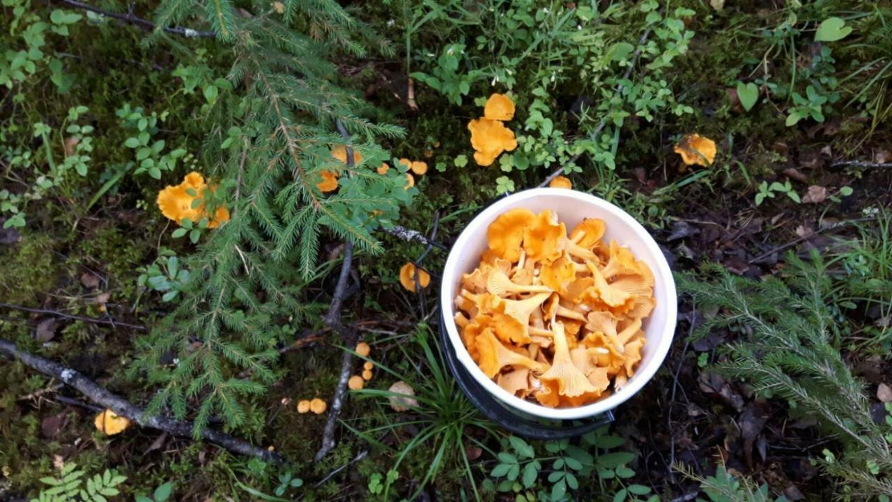 Kujanpaeae | Paajoen Vuokramoekit Hotell Himos Eksteriør bilde