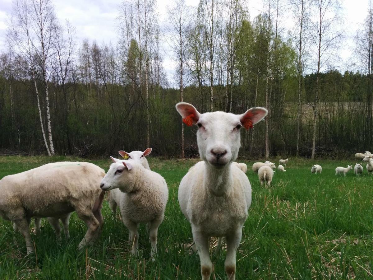 Kujanpaeae | Paajoen Vuokramoekit Hotell Himos Eksteriør bilde